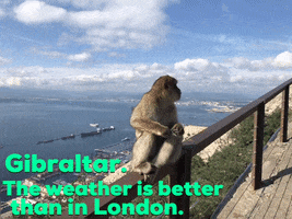 Monkey Macaques GIF by world-weather.ru