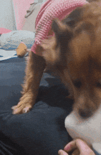 Dog Pet GIF