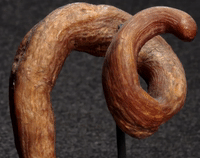 cutaneuoushorns cornucutaneumgrowth GIF by Mütter Museum
