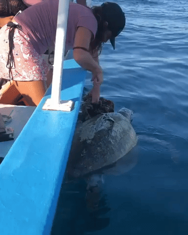 Tourists Find Body of Dead Turtle Tangled in Rope in Gulf of California