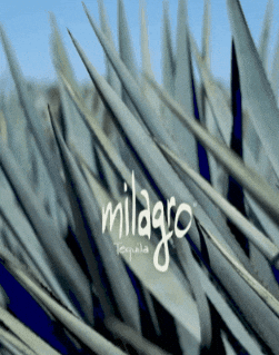 Mexico City Fun GIF by Milagro Tequila