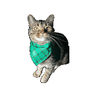 St Patricks Day Irish Sticker by Geekster Pets