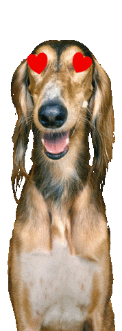 Sticker by Super zoo