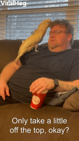 Cockatoo Entertains His Humans