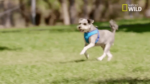 pupparazzi puppy potty face GIF by Nat Geo Wild