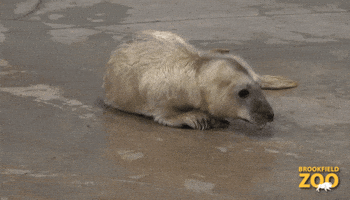 Run Away Wait For Me GIF by Brookfield Zoo