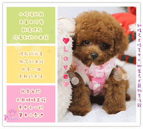 poodle GIF by Kate