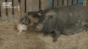 National Geographic Reaction GIF by Nat Geo Wild