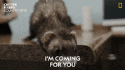 Coming For You GIF by Nat Geo Wild