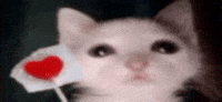 White Cat GIF