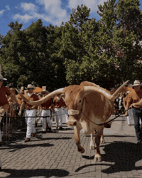 Football Gameday GIF by Texas Longhorns