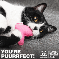 Valentines Day Love GIF by Best Friends Animal Society