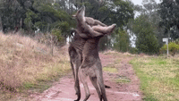 Kangaroo Shoved Through Fence During Tussle
