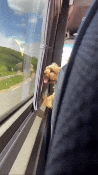 Goatedpepito GIF