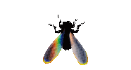 Rainbow Flying Sticker by Dinaaaaaah