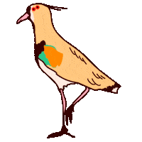 Anterie capybara carpincho tero carpincho magico Sticker