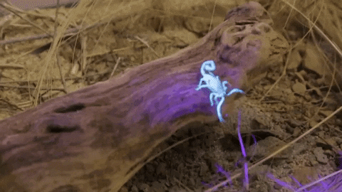 disagree you can't see me GIF by California Academy of Sciences