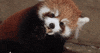 Woodlandparkzoo animals adorable panda cookies GIF