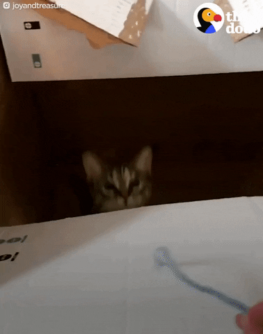cats kittens GIF by The Dodo