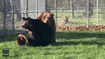 Fun in the Sun: Rescue Bears Enjoy Warm Weather at New York Wildlife Sanctuary