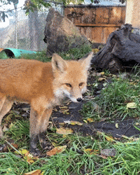 Red Fox GIF by Valley Zoo Development Society