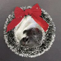 Harbour Seal Christmas GIF by Valley Zoo Development Society