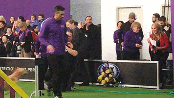 dog GIF by Westminster Kennel Club