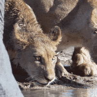 Natures Great Events Water GIF by BBC America