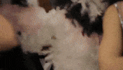 pop stars GIF