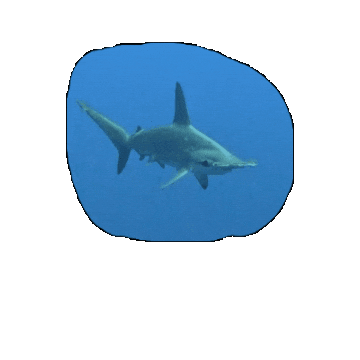 Sanjosedivers giphygifmaker shark diving dive Sticker