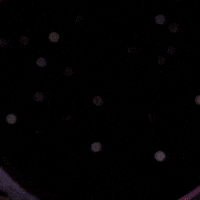 Dancing Bear Eye Roll GIF by Mark Tore