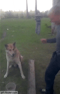 deal jim GIF