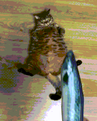 cat loves GIF