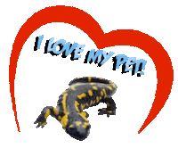 Guinea Pig Love Sticker