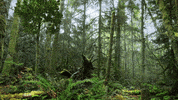 Dinosaur Raptor GIF by AtmosFX Digital Decorations