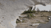 GIF by Savage Kingdom