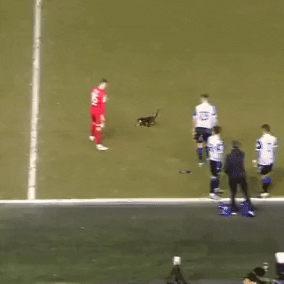 yaroslavastrutsynska giphygifmaker GIF