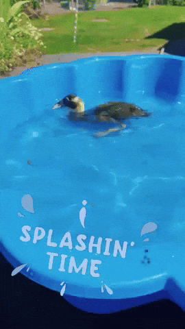 Summer Pool GIF