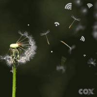 wifi dandelion GIF by Cox Communications
