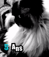 Cat GIF by PIMP TA MARQUE