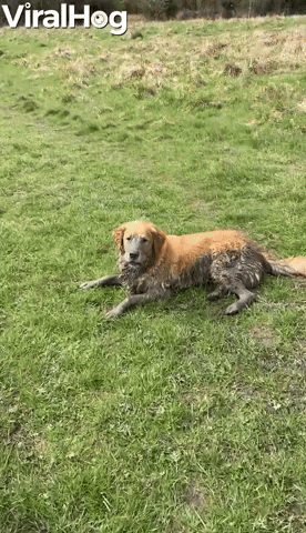 Golden Retrievers Find the Perfect Mud Puddle