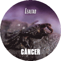 Cancer Astrology Sticker by Sealed With A GIF