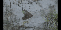 Water Frog GIF by DIIMSA Stock