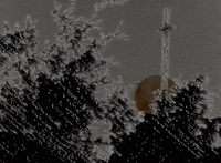 animation bird GIF by Tachyons+