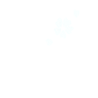 hs-movies flower japan sakura 白 Sticker