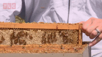 Bees Are Cute