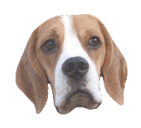 dogs buddy Sticker by beangoods