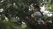 Plants Pick Your Own GIF by youbesc
