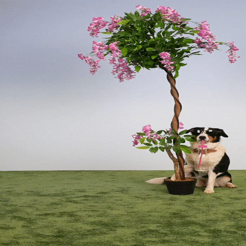Hundeo giphyupload dog cooldog hundeo GIF