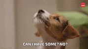 Can I Have Some Dog Food GIF by BuzzFeed